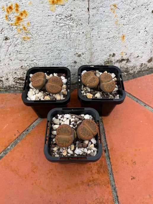 Lithops aucampiae var koelemanii