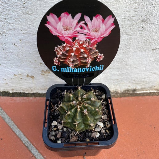 Gymnocalycium mihanovichi