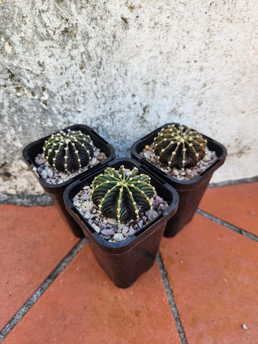 Gymnocalycium LB 2178