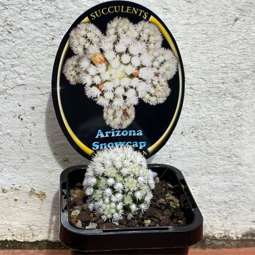 Mammillaria arizona snowcap