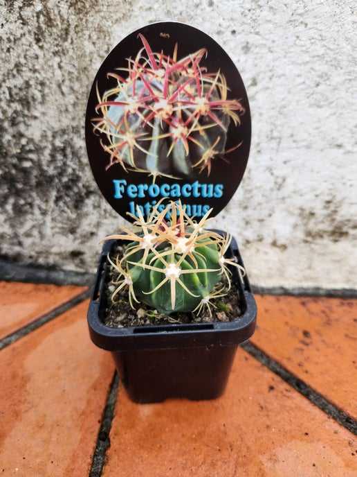 Ferocactus latispinus