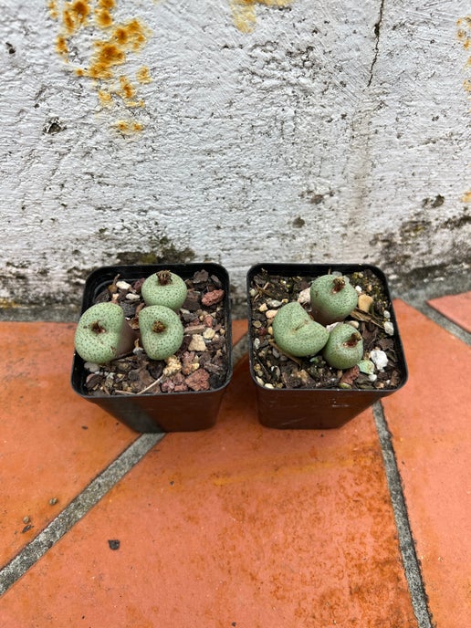 Conophytum piluliforme