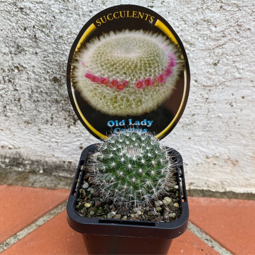 Mammillaria hahniana "old lady cactus"