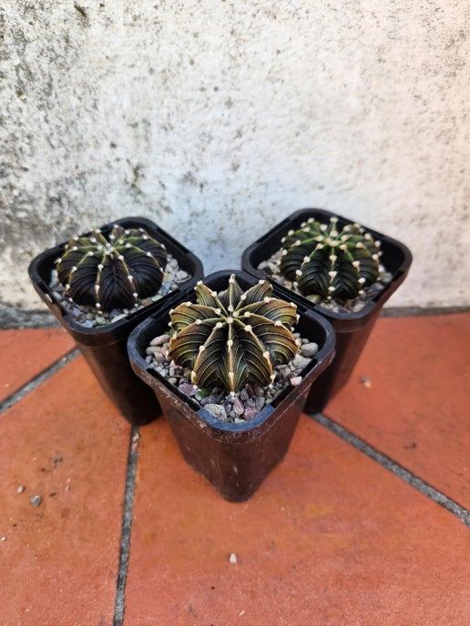 Gymnocalycium VOS 1241