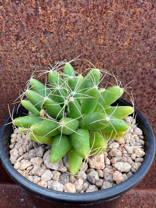 Mammillaria longimamma