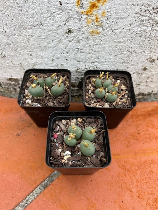 Conophytum sp "yellow flower"