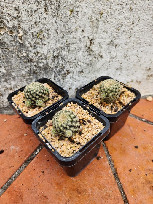 Sulcorebutia langeri