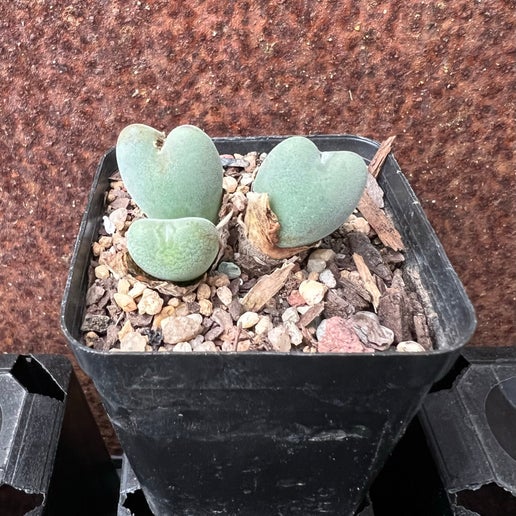 Conophytum meyeri leopardinum (yellow flower)