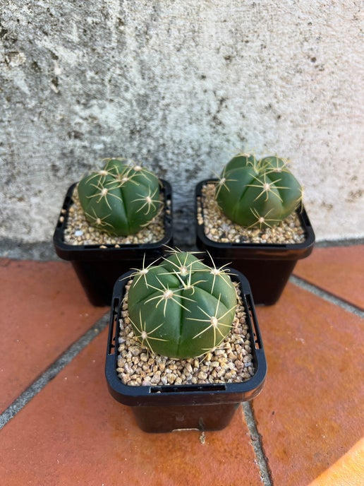 Gymnocalycium horstii