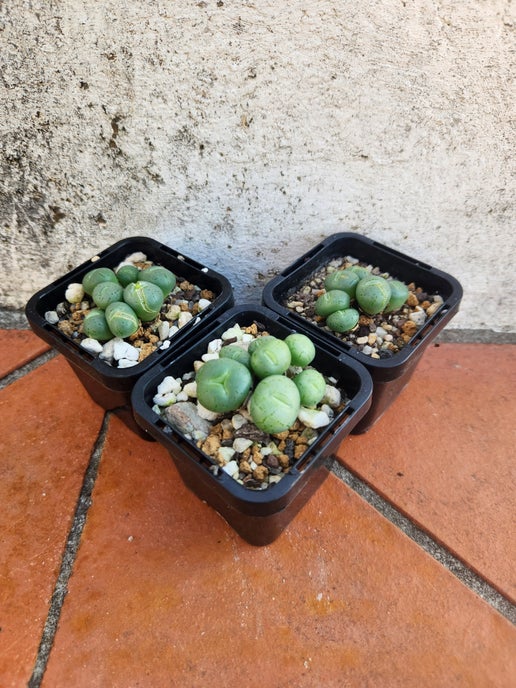 Conophytum flavum ornatum