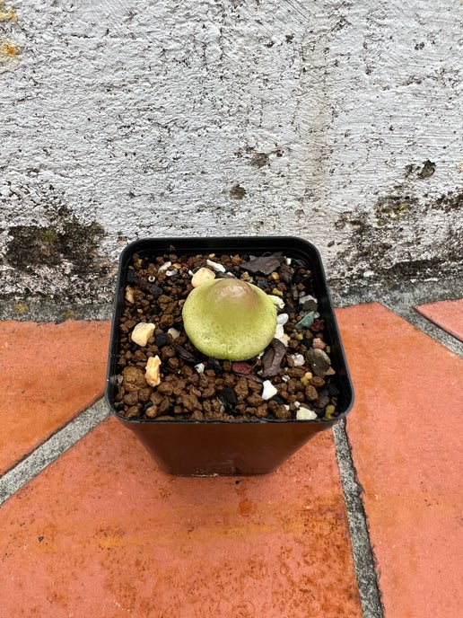 Conophytum burgeri