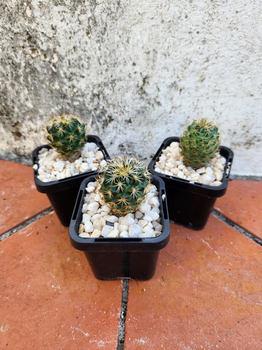 Coryphantha greenwoodii