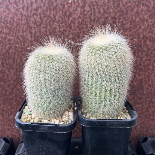 Parodia leninghausii albispina