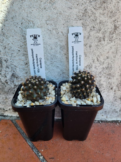 Copiapoa maritima KK1709