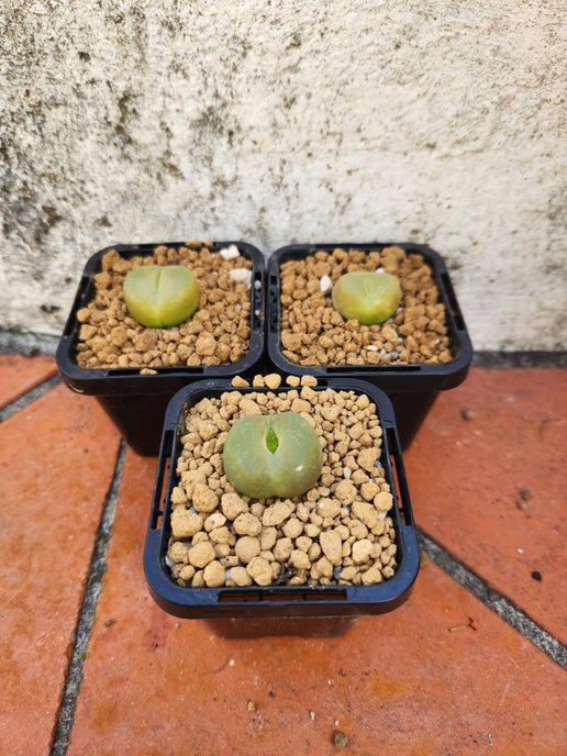 Conophytum maughanii ssp armeniacum