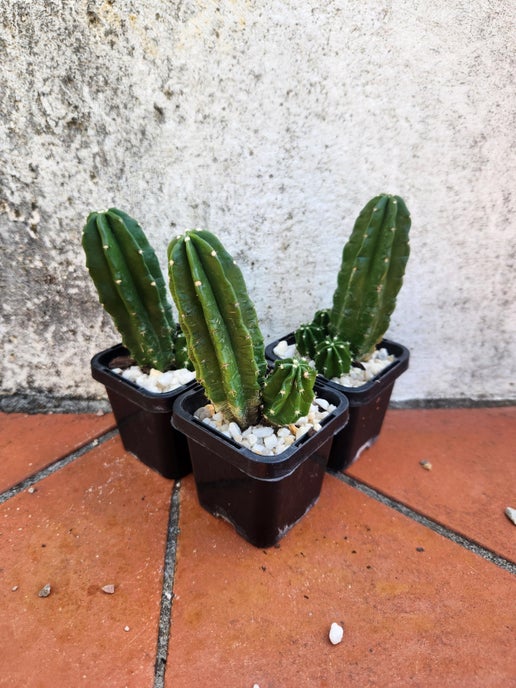 Echinocereus viereckii ssp. morricalii