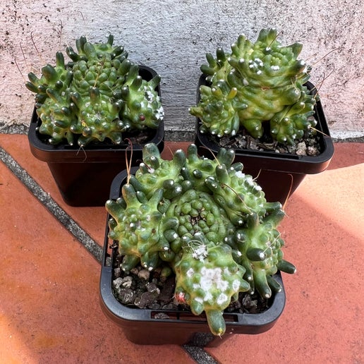 Mammillaria bocosana "The Freak"