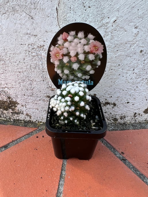 Mammillaria vetula cv. 'Orunga'