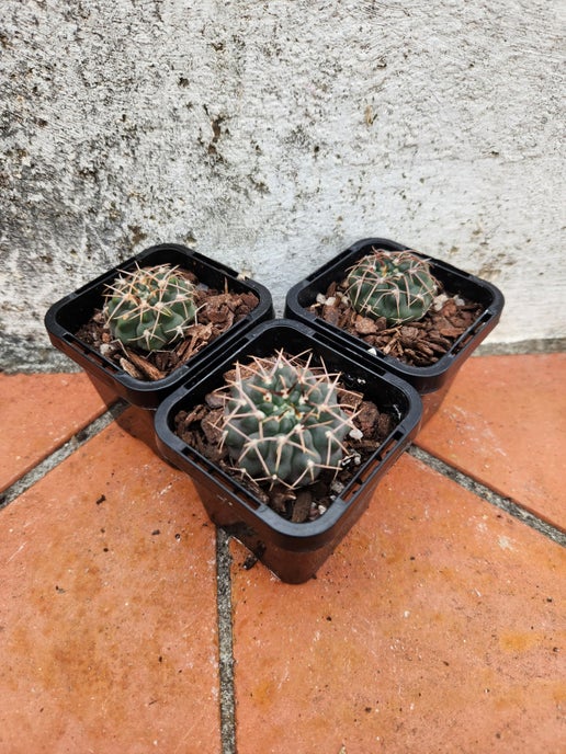 Gymnocalycium vatteri