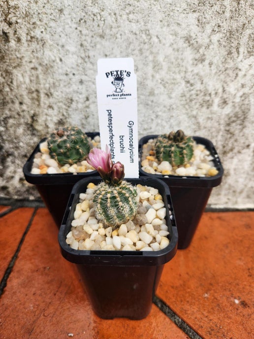 Gymnocalycium bruchii