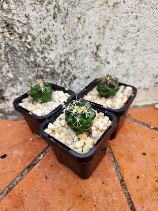 Coryphantha elephantidens